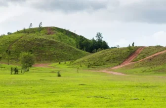 What Are the Differences Between Warm and Cool Season Grasses?