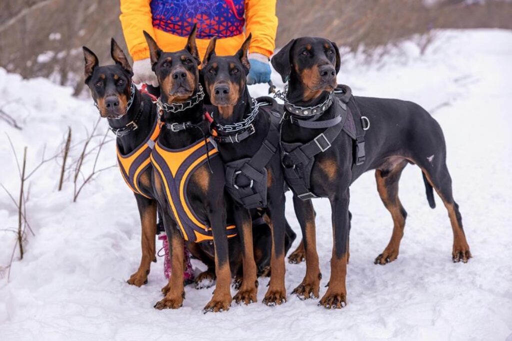 The Best Hiking Gear for Dogs and Pets