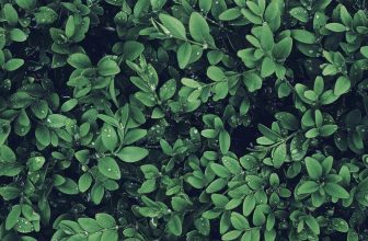 The Art of Mixing Textures in Garden Design